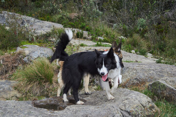 Border collie and german shepherd hanging around a forest in Colombia