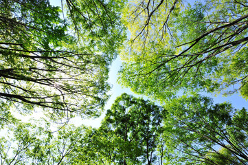 Fototapeta premium trees in the forest