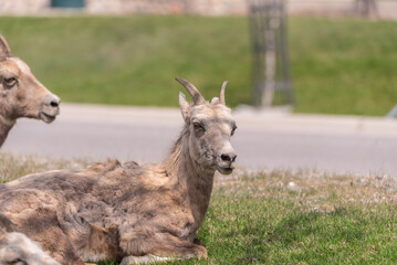 Bighorn Sheep herd seen in the mountain town in spring time. Spotted in the middle of the Village of Radium Hot Springs with blurred background. 