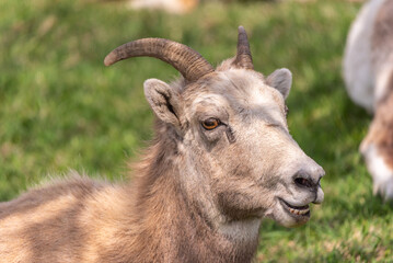 Bighorn Sheep herd seen in the mountain town in spring time. Spotted in the middle of the Village of Radium Hot Springs with blurred background. 