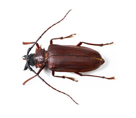 Nature, wildlife and insect with closeup of beetle in studio for environment, zoology and fauna. Animal, natural and creature with bug on white background for mockup, pest and ecosystem from above