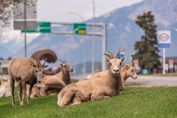 Bighorn Sheep herd seen in the mountain town in spring time. Spotted in the middle of the Village of Radium Hot Springs with main street signs in background. 