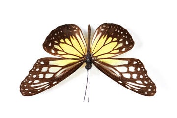 Fototapeta na wymiar Top view, insect and butterfly in studio for taxidermy, art and decoration against a white background. Above, bug and pattern of creature wings isolated with color, beauty and natural shapes detail