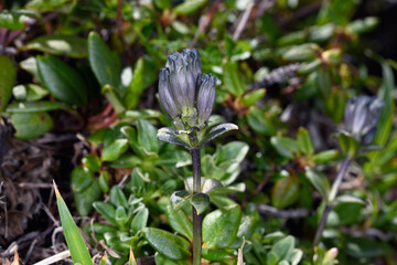 ヨコヤマリンドウ（北海道・大雪山）
