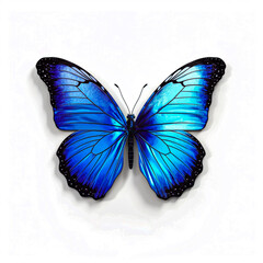 Plakat butterfly on white background