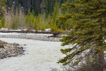 Stunning nature wilderness scenes near Banff National Park in springtime. River running through a wilderness area with forest trees and pristine glacial water. 