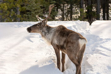 Obraz premium Wild Caribou seen along the Alaska Highway in Spring time with blurred background. Reindeer seen in wild, nature, wilderness environment in arctic, northern Canada. 