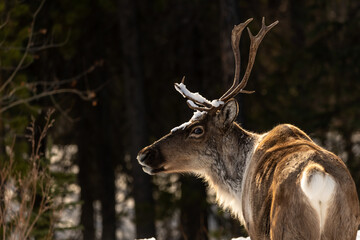 Wild Caribou seen along the Alaska Highway in Spring time with blurred background. Reindeer seen in...