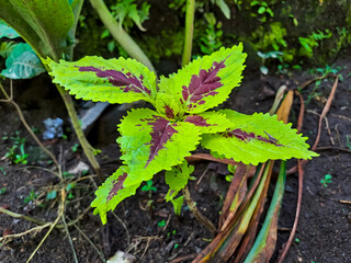 Miana or Lier or Coleus atropurpureus (Plectranthus scutellarioides), an ornamental houseplant classified as a shrub, has beautiful leaves in two colors with abstract pattern in the middle