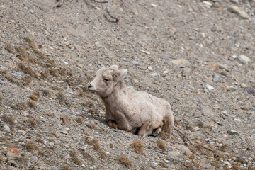 Herd of female bighorn sheep seen in the wild, wilderness area of Banff National Park during spring time.