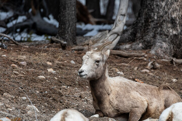 Herd of female bighorn sheep seen in the wild, wilderness area of Banff National Park during spring time.
