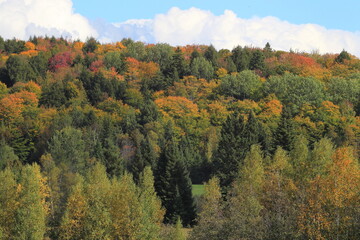 Fall foliage