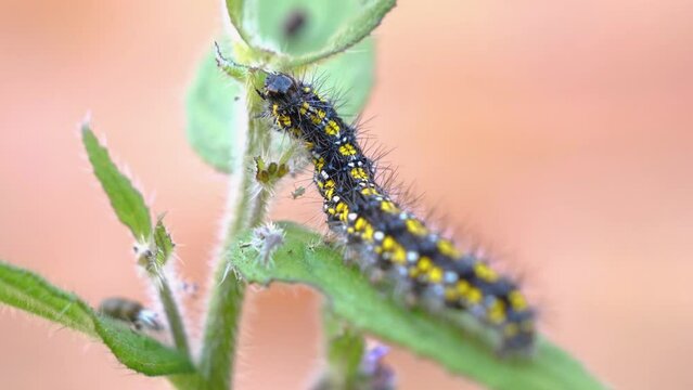 Scarlet Tiger Caterpillar eating green alkanet plant whilst sitting on a leaf.