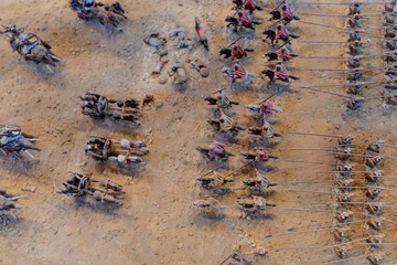 Elephants. War elephants participating in the war.