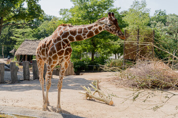Camel. The camel eats a green bush.