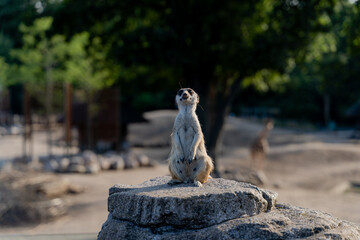 Meerkat. A family of meerkats lives in a rock.