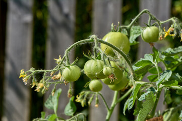 green tomatoes hanging on a branch