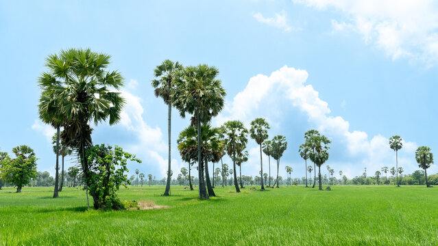 Area for planting seedlings of lush rice. There were tall and large palm trees lined up alternately. Under blue sky and white clouds.