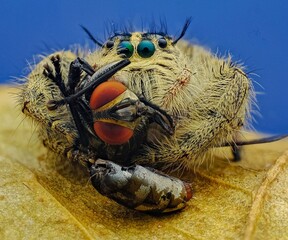 The jumping spider with prey