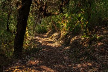Fototapeta premium Trekking route through dense forest towards Varsey Rhododendron Sanctuary or Barsey Rhododendron Sanctuary. A very popular tourist trekking route at Sikkim, India.