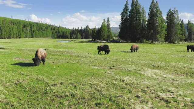 Yellowstone National park, Wyoming USA with bison herd on green meadow pasture. Closeup view on calm large brown buffalo shewing grass on cinematic sunny summer day. Wildlife animal 4K aerial footage