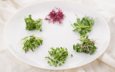 The concept of a healthy diet, the cultivation of microgreens - red amaranth, mustard, arugula, peas, cilantro on a white plate
