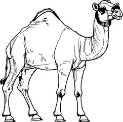 Camel sketch drawing