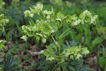 Close up of a green flower of the Helleborus argutifolius.