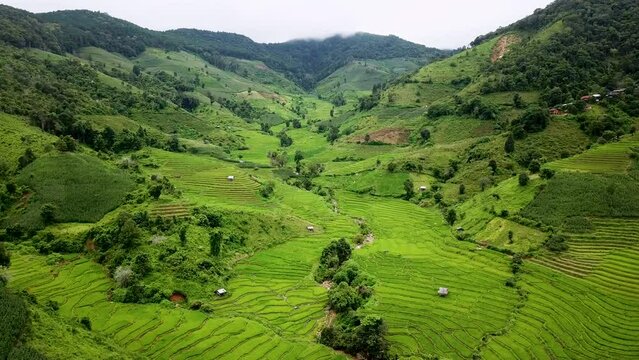 rice field at Mae Cham Chiangmai Northern Thailand