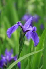 京都上賀茂に咲くかきつばた（Iris blooming in Kamigamo, Kyoto）