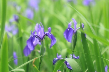 京都上賀茂に咲くかきつばた（Iris blooming in Kamigamo, Kyoto）