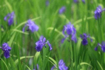 京都上賀茂に咲くかきつばた（Iris blooming in Kamigamo, Kyoto）