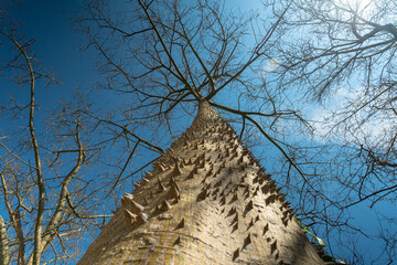 Trunks of ceiba and chorizia in the park in spring. Bare branches against the blue sky in Spain