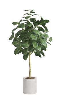 Ficus robusta tree in a light cylindrical pot for decorating interiors and exteriors in high resolution. 3d render
