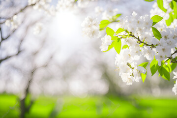 Naklejka na ściany i meble Cherry blossom in spring