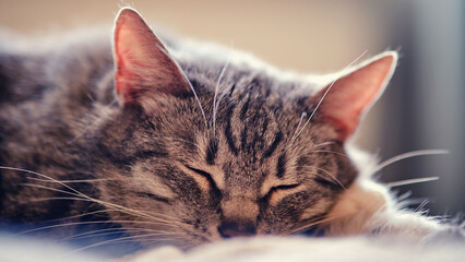 Portrait of a gray cat with closed eyes sleeping in the rays of the sun