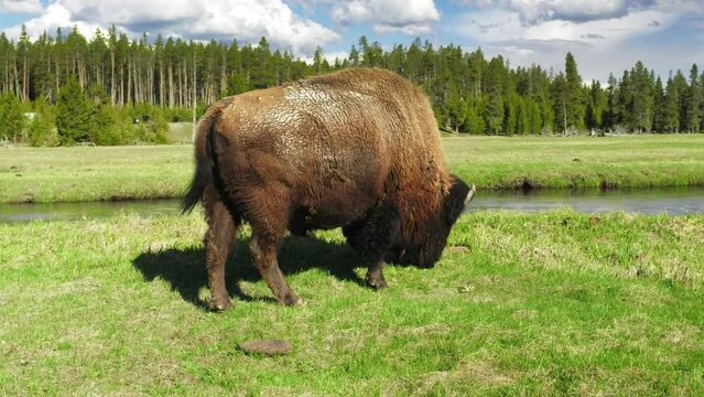 The American bison or buffalo is North American species. Powerful brown bull looking straight to the drone camera. Yellow stone national park, 4K footage. Calm wild animal on green meadow pasture