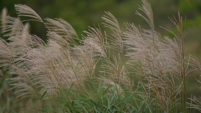 風に揺れるススキの穂（Pampas grass swaying in the wind）
