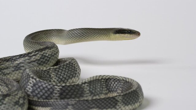 Vietnamese Blue Beauty Snake curiously looks off frame right - white background