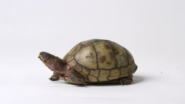 Common box turtle - side profile on white background