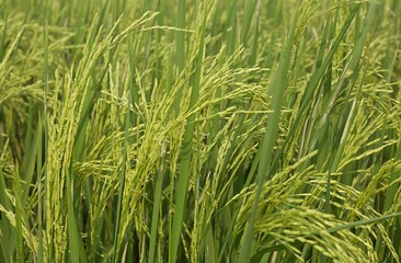 Closeup rice field