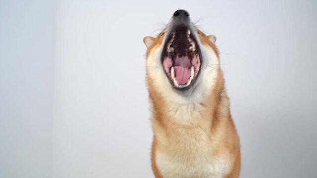 Portrait of a japanese dog. A cute shiba inu dog is looking at the camera.