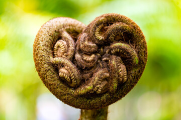 Big heart shaped stipule or auricle of King, giant or elephant fern (Angiopteris evecta). Powerful...