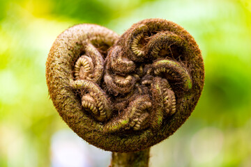 Big heart shaped stipule or auricle of King, giant or elephant fern (Angiopteris evecta). Powerful symbol of growth and strength in a tropical garden of caribbean island Martinique, Lesser Antilles.