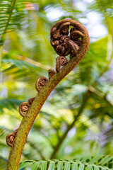 Big spiral stipule or auricle of King, giant or elephant fern (Angiopteris evecta). Powerful symbol...