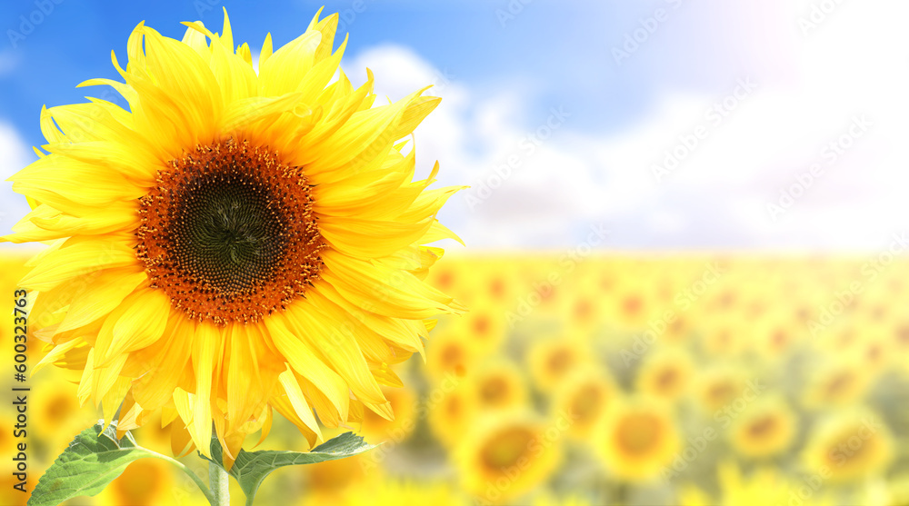 Poster Sunflower on blurred sunny nature background. Horizontal agriculture summer banner with sunflowers field