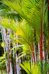 Palm trees with colorful big bright green leaf fronds and red trunks in a tropical garden on Martinique island (France, Lesser Antilles). Sunlit lush vegetation in a garden park in the Caribbean sea.