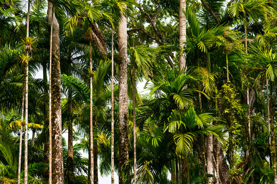 Tall trunks of parallel palm trees with colorful leaf fronds in green in tropical garden on Martinique island (France, Lesser Antilles). Sunlit lush vegetation in a garden park in the Caribbean sea.
