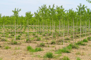 Fototapeta na wymiar Po Valley landscape field cultivation nature natural agriculture farmhouse tree earth