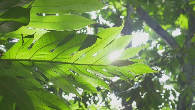 Slow motion tracking under Artocarpus altilis trees, bright sunbeams shining through the green leaves, leaf veins textures. Concepts of tropical forest, natural background, greenery environment.